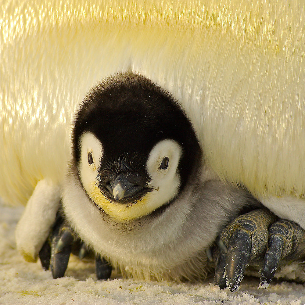 World Penguin Day