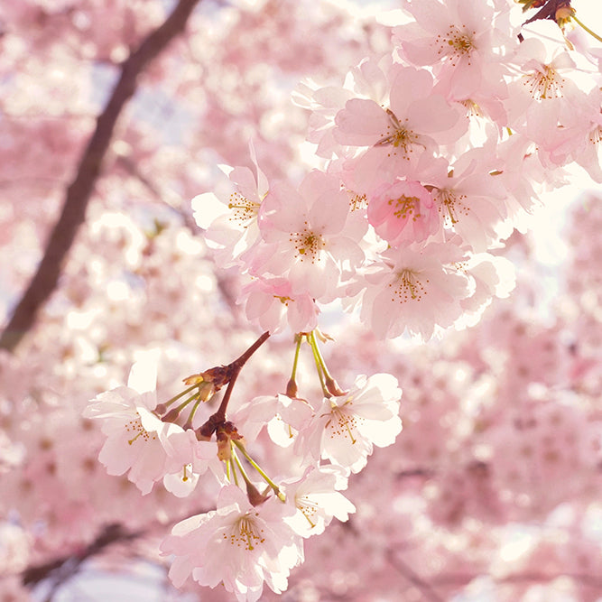 Freshen Up Your Space this Spring
