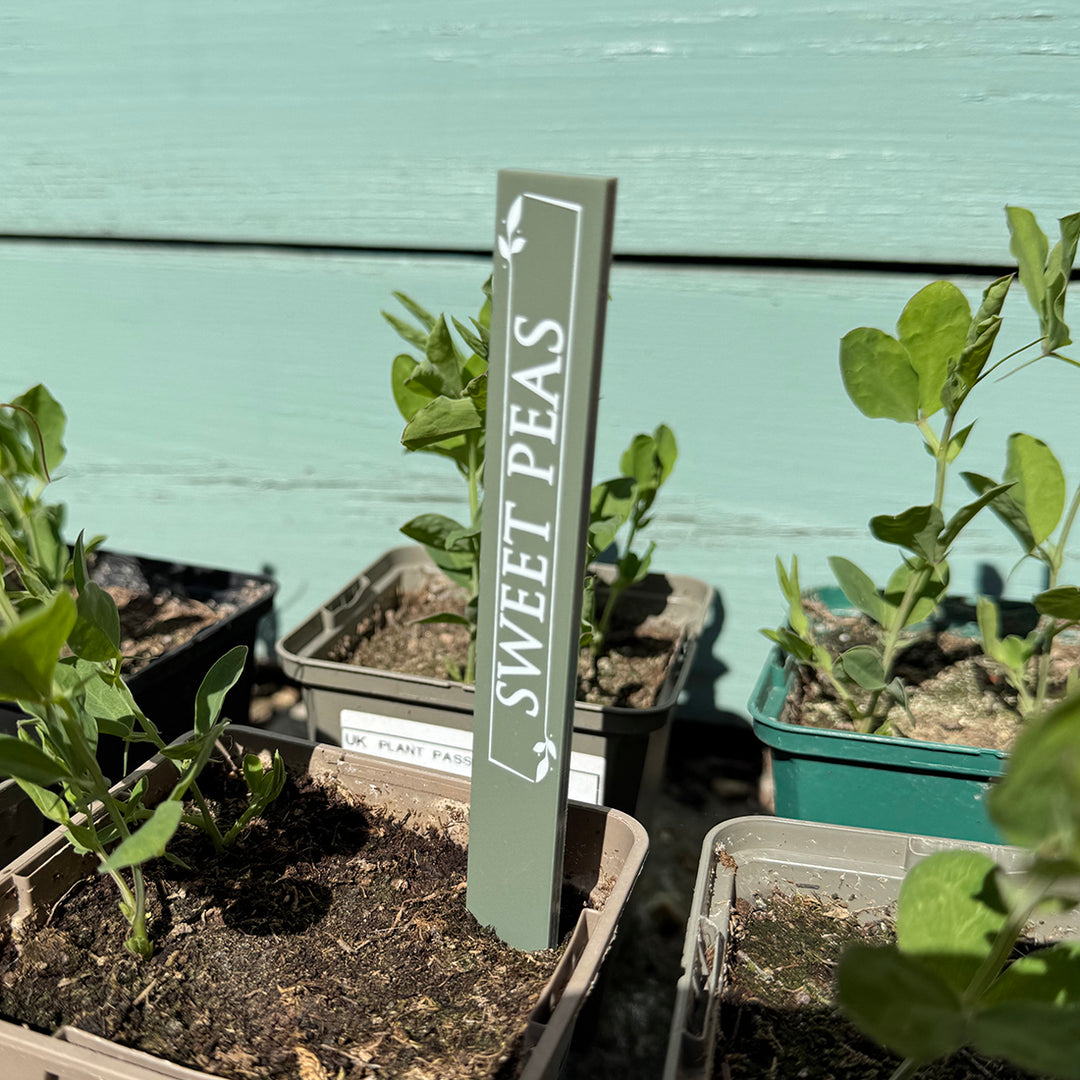 Custom Acrylic Plant Flower Herb Vegetable Garden Markers